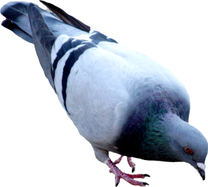 Pigeon PNG-54592